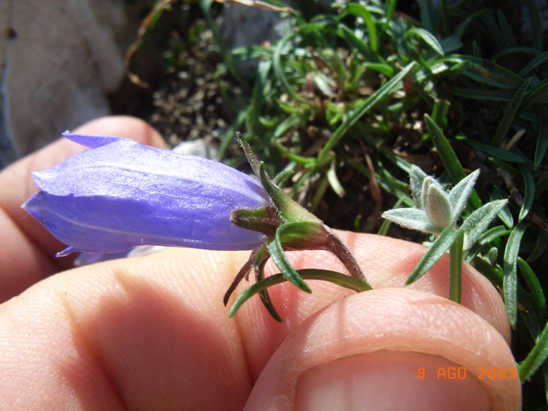 Monte Miletto - Edraianthus graminifolius